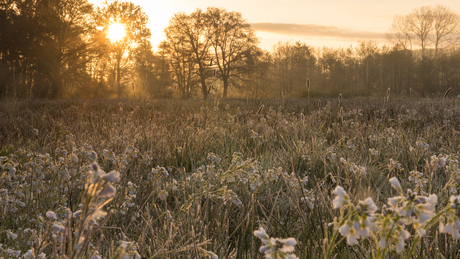 Pinksterbloemen in het weiland