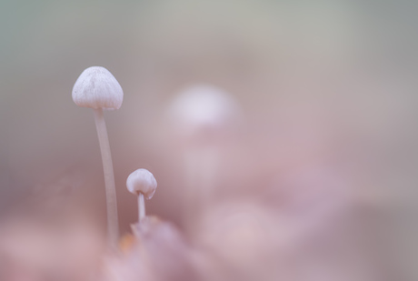 paddenstoelen duo