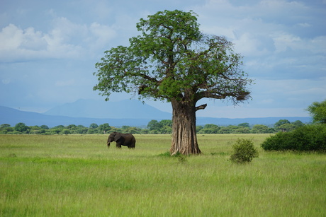 Tanzania - Olifant