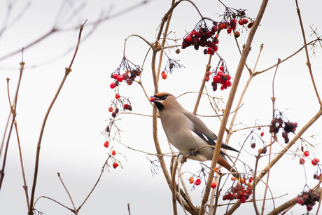 Pestvogel in het noorden