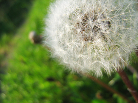 paardenbloem