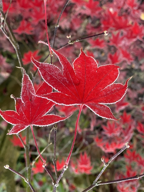 met een rand van kant