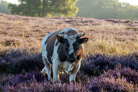 Koe op de heide