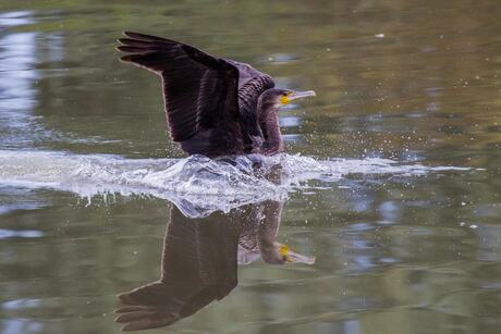 Landende aalscholver