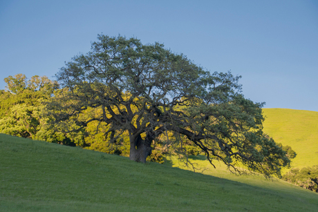 California hills