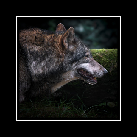 Canis Lupus Lupus