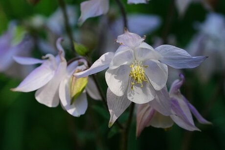 De schoonheid van het kleine