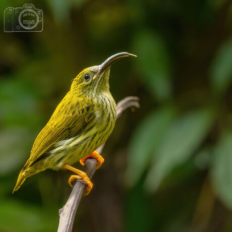 Spiderhunter