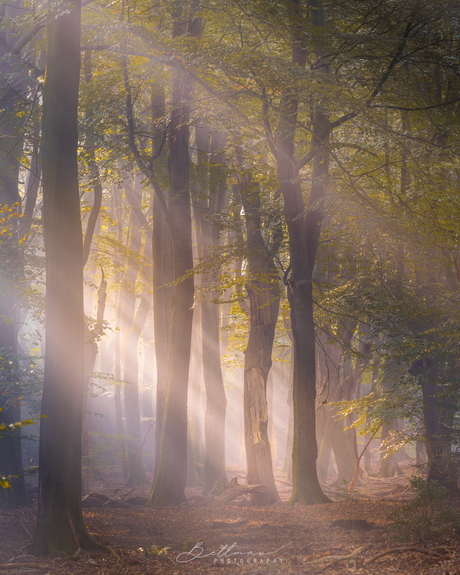 Licht tussen de bomen