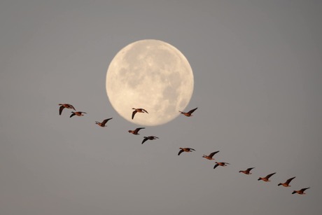 Ganzen voor supermaan