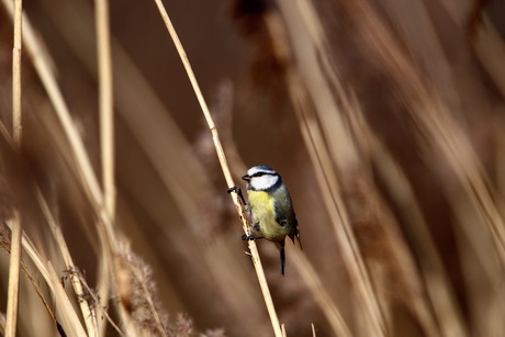 pimpelmees in het riet