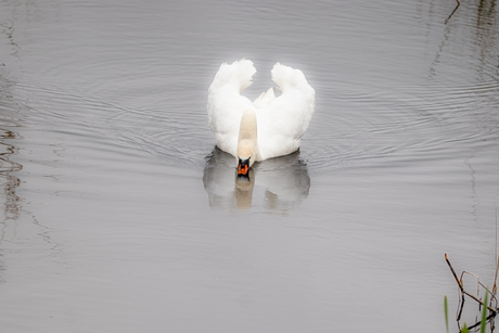 spiegelbeeld