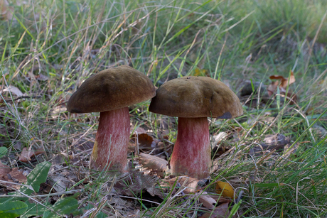 Gewone heksenboleet (Boletus erythropus)