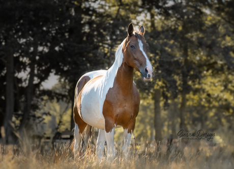 Bont paard in het avondlicht