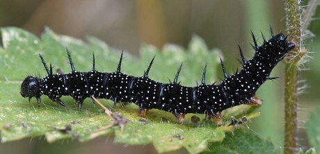 Rups van de Dagpauwoog.