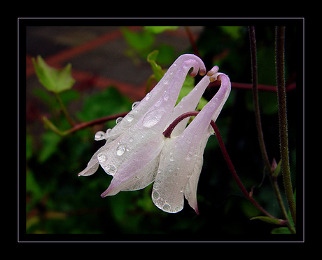 Raindrops keep falling