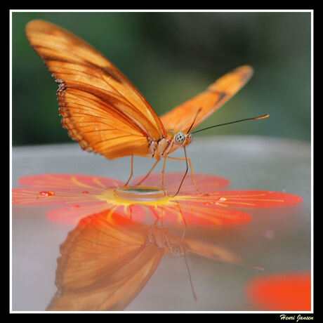 Dryas julia