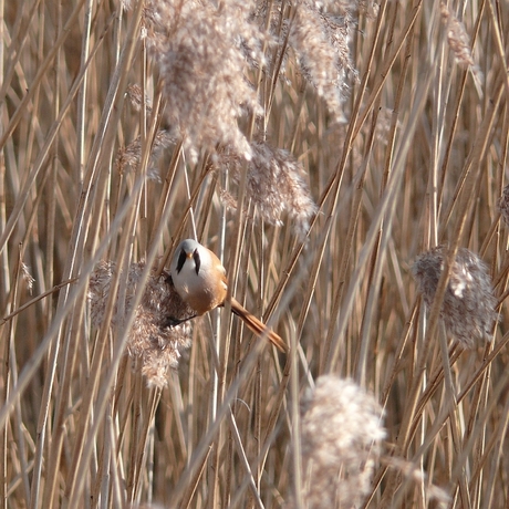 Baardmannetje