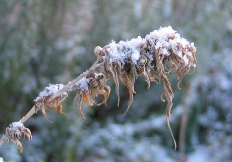 Brabant in the snow