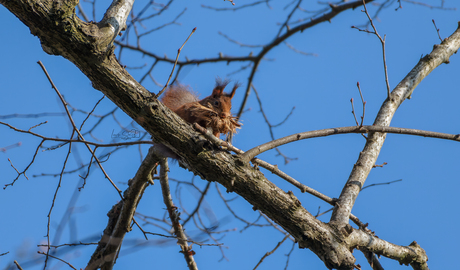 Eekhoorn met lente in de bol