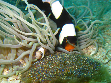 anemone - panda clownfish with eggs