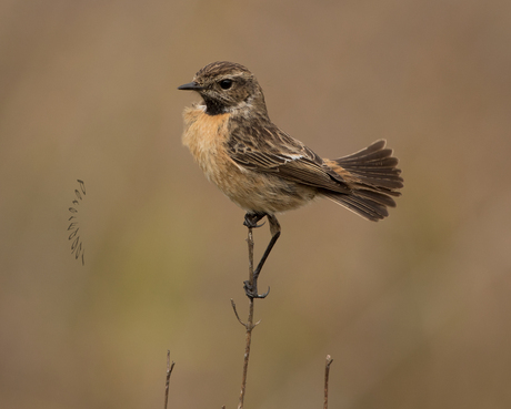 Roodborsttapuit in de wind