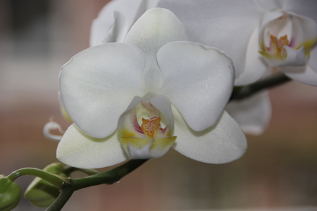 Witte Orchidee (1)