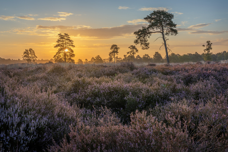 Zonsopkomst met heide Drunense duinen