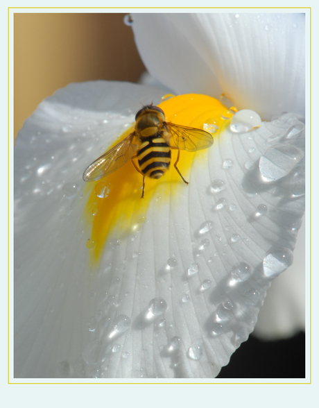 White and Yellow.....