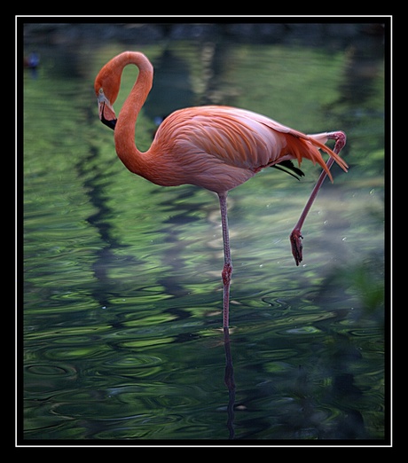 Flamingo