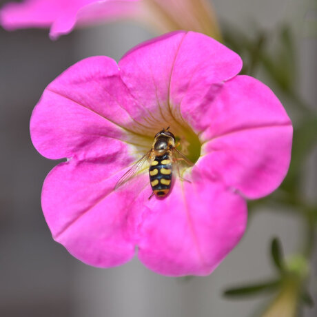 Kommazweefvlieg bij bloem