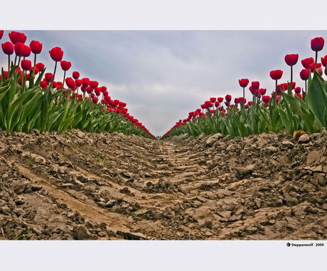 Tulpenveld II