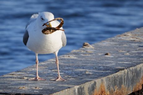 Zilvermeeuw pakt zeenaald