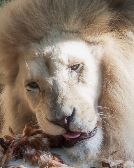 Hmmmmm lekker kippetje