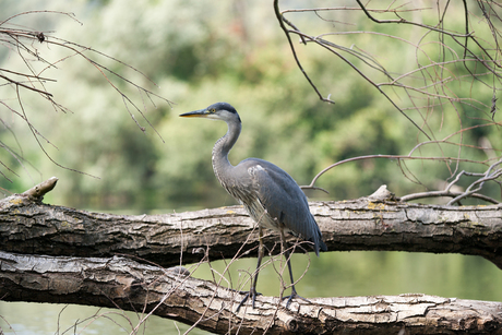 REIGER