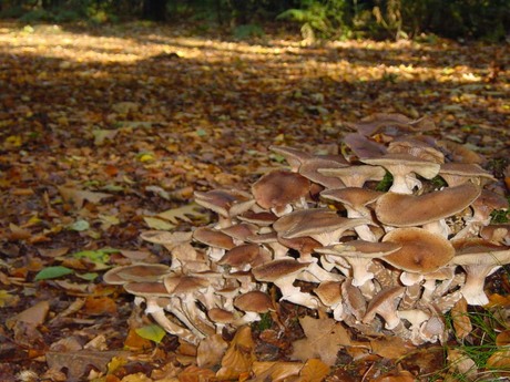 Nog meer paddestoelen...