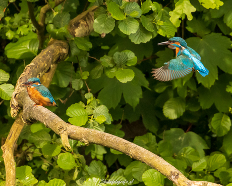 Ijsvogeltjes