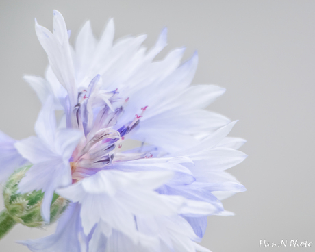 Soft White Flower