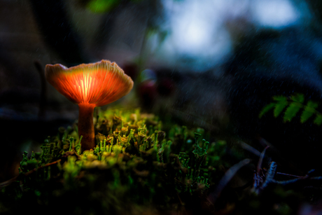 Magic mushroom 🍄