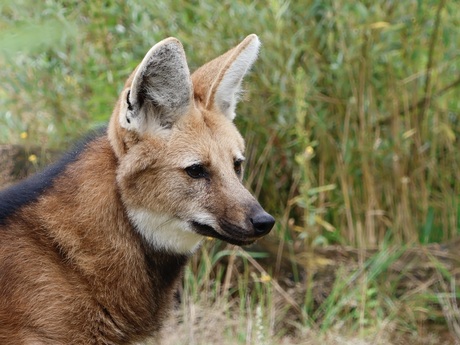 Wilde maan wolf