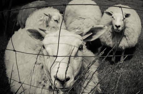 schaap in de lens