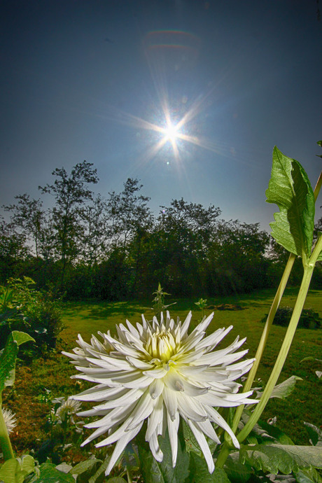 Dahlia