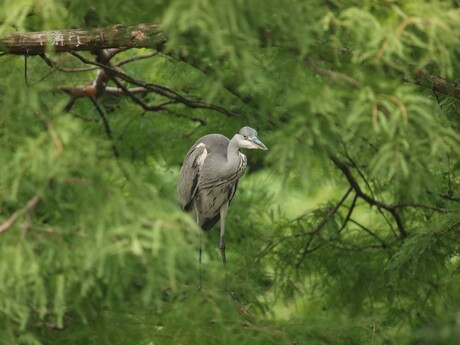 Reiger in de boom