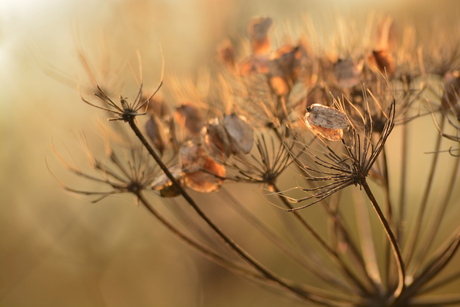 Dreamy flowers make me happy