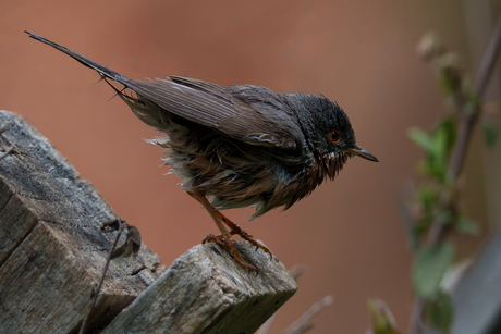 Westelijke Baardgrasmus