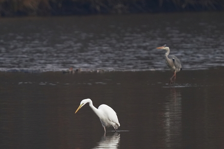 Grote zilverreiger en Blauwe reiger op jacht