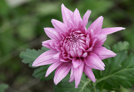 Chrysant