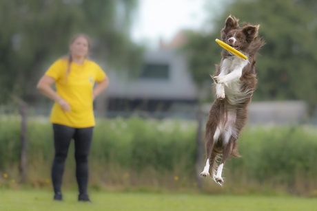 gele frisbee