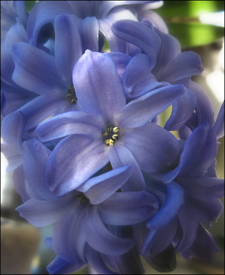 Hyacinth