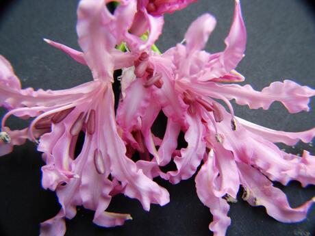 Macro van Nerine